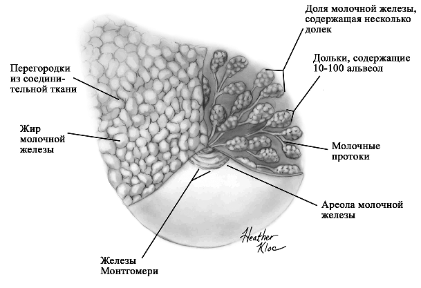 Анатомия молочной железы.